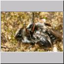 Andrena vaga - Weiden-Sandbiene -06- 02 Paarung.jpg